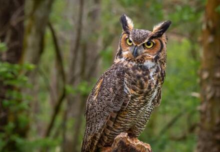 Ollie the owl on stump